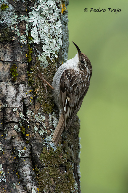 Agateador común (Certhia brachydaxtyla)